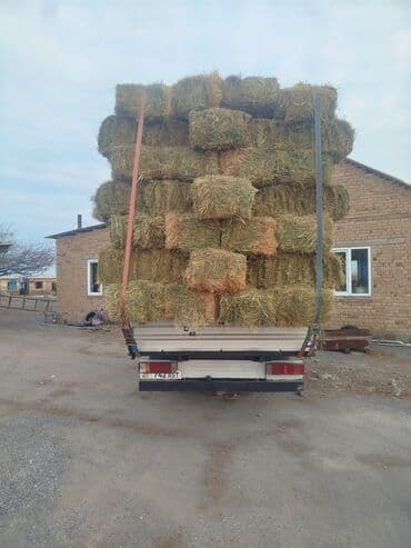 той пудель собака: 1 укос беде чоп аралаш метровый плотный — 2