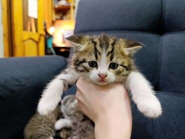 вислоухая кошка сколько стоит: Продаю котят шотландских вислоухих - Окрас: полосатый/белый (табби) и — 9