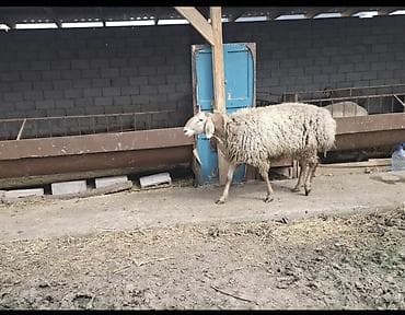 искусственное осеменение овец цена: Продаю | Овца (самка) | Арашан | Для разведения | Матка — 4