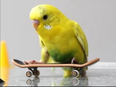 Волнистые попугайчики хорошо учатся говорить и приручаются к рукам а