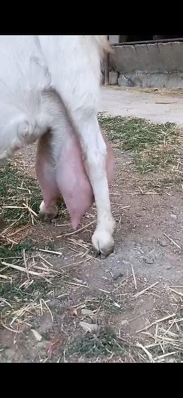 токмок котята: Сатам | Улак | Камори | Көбөйтүү үчүн, Сүт алуу үчүн | Асыл тукумдуу, Жасалма жол менен боозутуу — 9