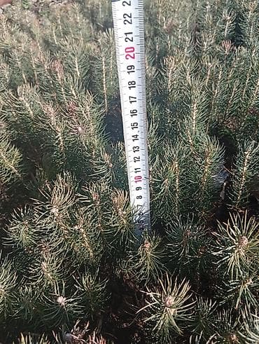 Семена и саженцы: Саженцы ели голубой (Picea pungens, голубая ель) из открытого грунта — 4