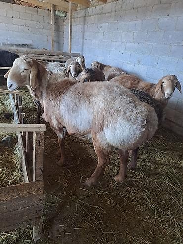 матка пчел: Продаю | Овца (самка) | Для разведения | Племенные — 1