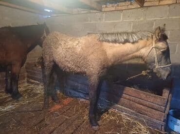 Продаю | Жеребец | Рабочий