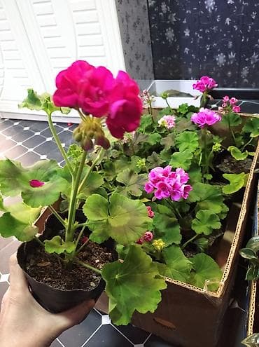 полки для цветы: Комнатные растения в горшках — набор разных видов для дома и офиса. В — 6