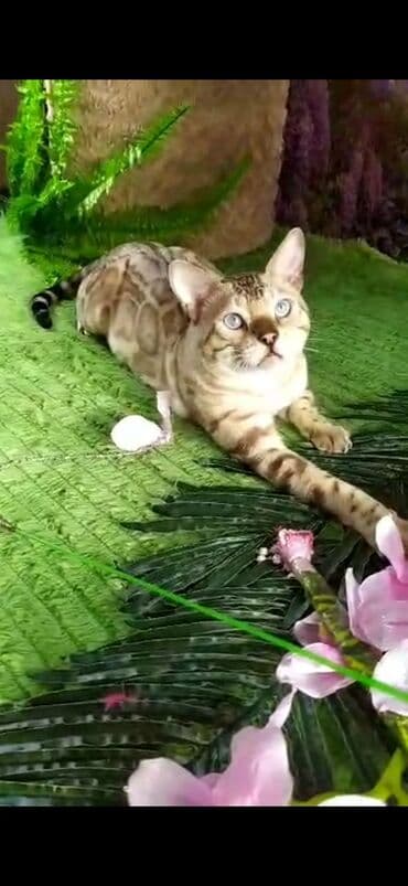 рэгдолл цена бишкек: Бенгал, 2 жаш, Эркек, Ак, Бычылган, Лотокко барууга үйрөтүлгөн, Курттардан тазаланган — 9