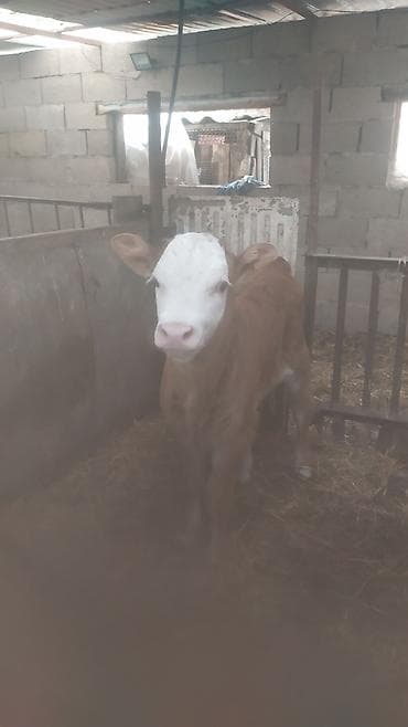 Ветеринар кызматы: Сатам | Музоо | Симментал | Бордоп семиртүү үчүн | Жасалма уруктандырылган — 4