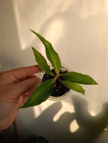 формочки для хлеба: Продаю. детки, черенки комнатных растений по 100 сом. Сциндапсус-пакет — 7