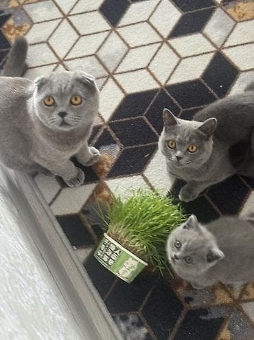Шотландские котята (окрас голубой) «Милые котята недавно родились 🐾