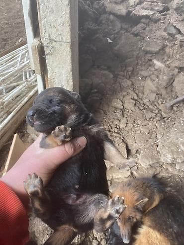 Ветеринар кызматы: Щенки немецкой овчарки 2самец 2 самки - Порода: немецкая овчарка — 6