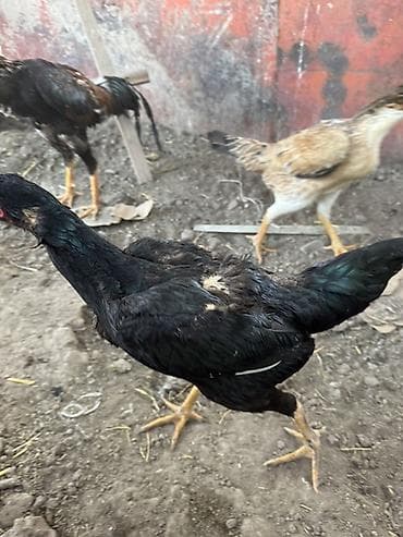 бойцовые птицы: Продаю | Куры | Бойцовая | Для разведения — 10