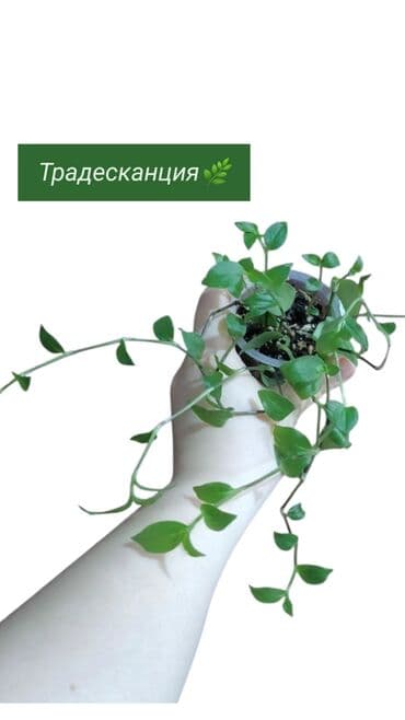 кирка: РАСПРОДАЖА 🔥🔥🔥🔥 Продаю комнатные растения, цветы . Пассифлора — 5