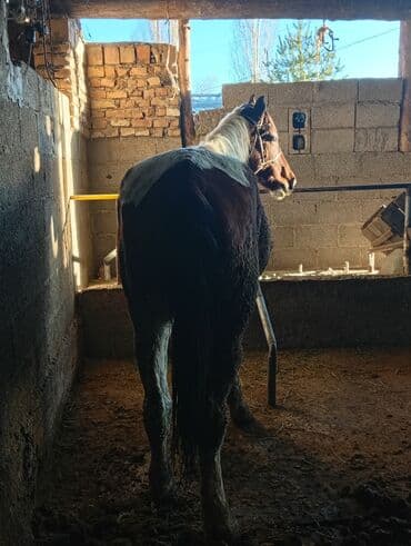 куда отдать собаку бишкек: Продаю | Конь (самец) | Рабочий — 3