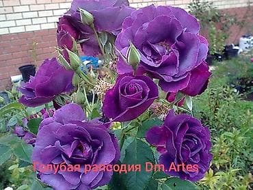 семена люцерн: Саженцы цветка: Розы, Самовывоз, Платная доставка — 7