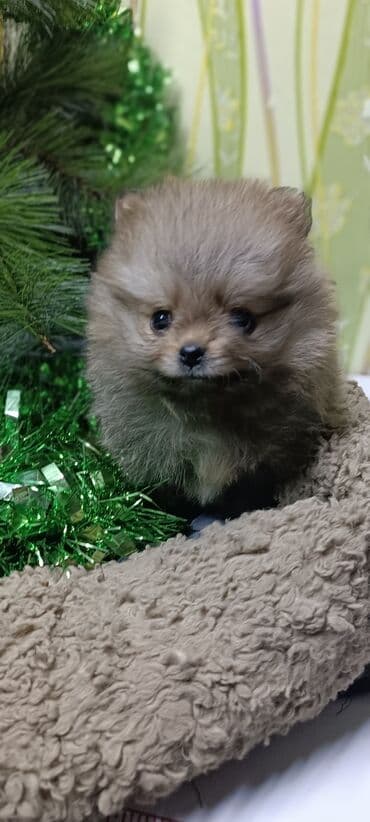 продажа французских бульдогов: Шпиц, 1 месяц, Самец — 10