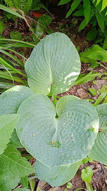 Үй жана бакча: Многолетние декоративные растения для сада обращайтесь в личные — 5