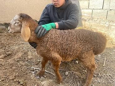 кочко: Продаю | Овца (самка), Ягненок | Для разведения | Матка — 10