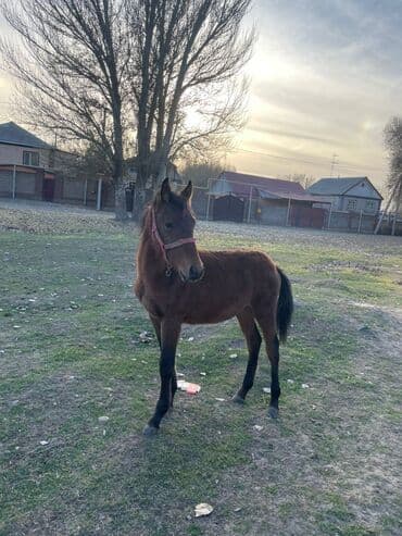 Шкафы для трансформатора: Продаю | Жеребенок | Конный спорт — 5