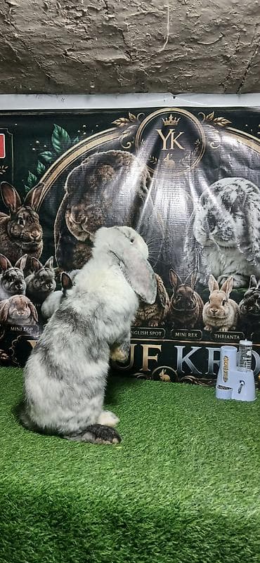 хомяк джунгарик: Порода: баран (lop) — декоративный кролик с висячими ушами. Окрас — 6
