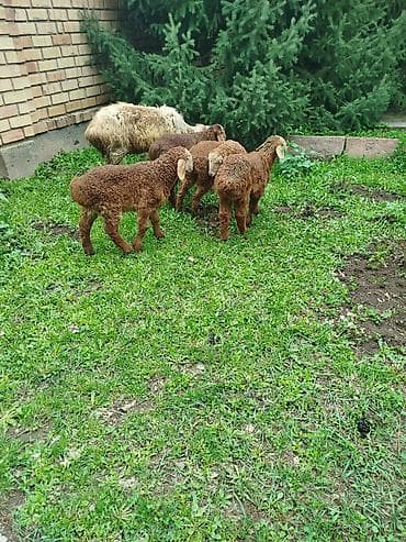 веревка аркан: Продаю | Овца (самка) | Для разведения | Племенные — 6