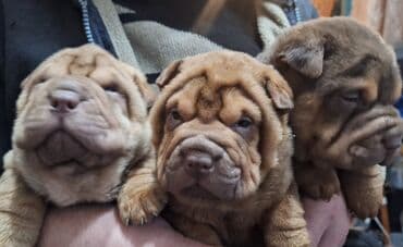 Шарпей, 1 месяц, Самец