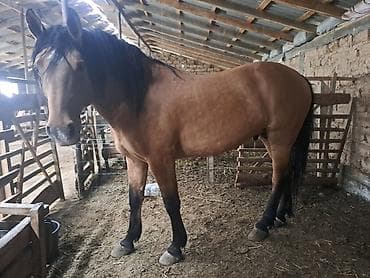 продажа лошадей в россии: Продаю | Жеребец | Рабочий — 9