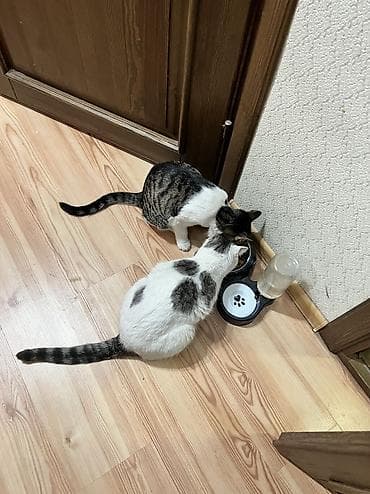 лапа: БЕСПЛАТНО 2 кошечки в хорошие руки. В связи с переездом в другую — 9