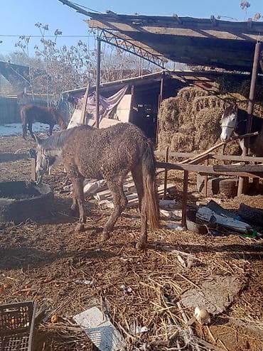 Продаю | Жеребенок | Для разведения