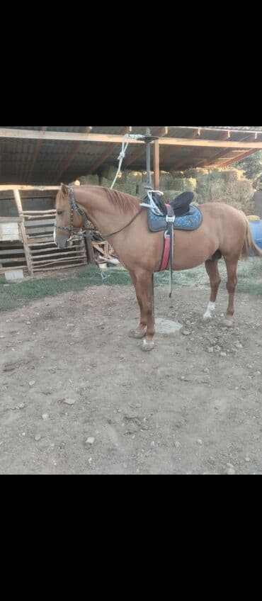 товары для кошек: Продаю | Конь (самец) — 2