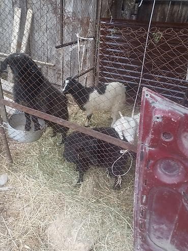 Продаю | Козлёнок | Для разведения