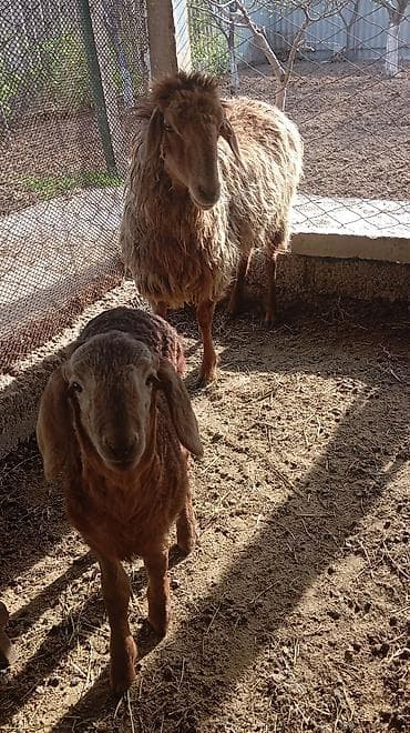 бара: Продаю | Овца (самка) | Полукровка | На забой, Для разведения | Ярка — 5