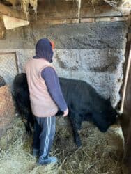 собака питбуль купить: Сатам | Бука (эркек) | Ангус — 2