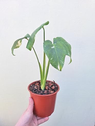 монстера белая купить: Вариегатная монстера "Тайское созвездие " - Размер: компактный — 3