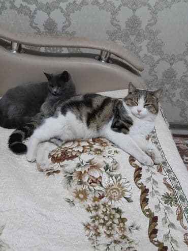 шотландская вислоухая короткошерстная кошка: Кошка даром: Британская короткошёрстная, 6 месяцев, Девочка, Приучена к лотку — 4