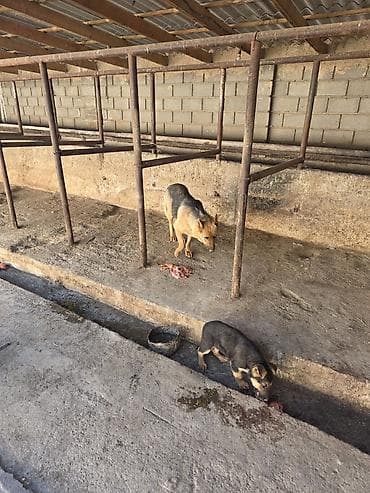 зоомагазин бишкек с животными: Немецкая овчарка, 3 месяца, Самка, С прививкой — 4