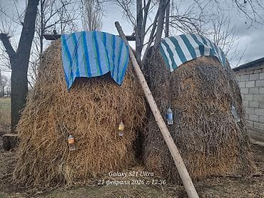 Аквариумдар: Сено/люцерна в стожках - Кормовое сено с высоким содержанием люцерны — 1
