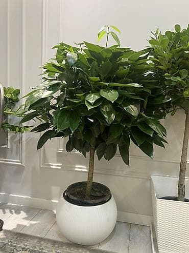 хвойные растения: Декоративные напольные растения в кашпо - Композиция из крупных — 3