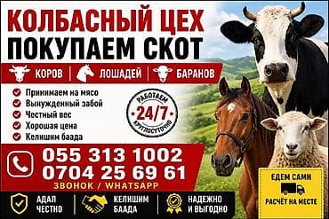 пленки для силоса: ЫССЫК-КОЛДОН Услуга: закупка скота для мясопереработки (колбасный — 1