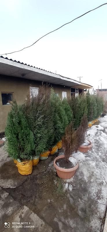 саженци: Саженцы деревьев: Туи, Самовывоз — 3