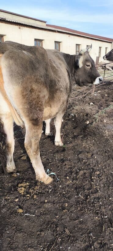 теке сатылат: Сатам | Уй (ургаачы) | Швиц | Сүт алуу үчүн | Асыл тукумдуу, Бооз — 10