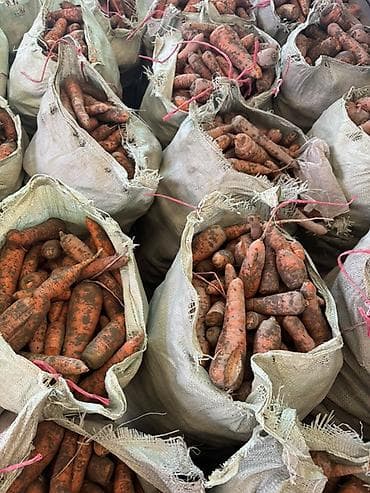 Морковь Оптом