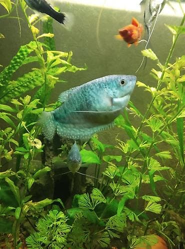 хомяк цена бишкек: Продаю пару скалярий самца с самкой кто хочет приобрести пишите мне на — 6