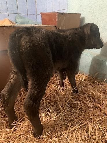 бычки обмен: Продаю | Музоо, торпок | Ангус, Швицкая | На откорм, На забой, Для разведения | Племенные — 9