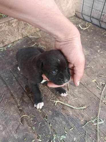 ит жалал абад: Питбуль, 2 айлык, Ургаачы — 6