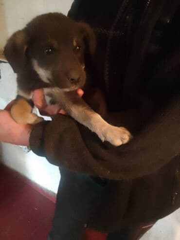 Собаки: Щенки метисов - Возраст: щенки, примерно 1,5–3 месяца - Окрас: один — 2