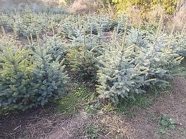 парта стол ош: Көчөттөр дарактардын: Карагайлар — 9