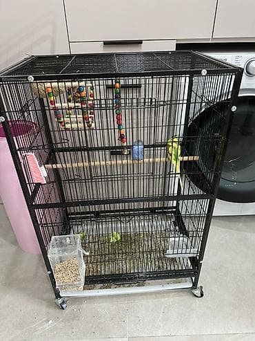 продам птицу: Попугай 🦜 2 штук и 2 клетка — 2