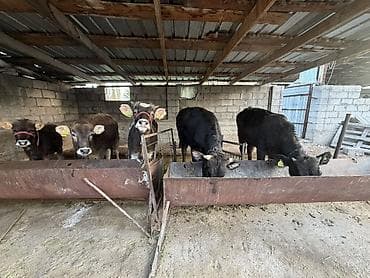 беде прес ош: Продаю | Музоо, торпок | Полукровка | На откорм | Привязанные — 1