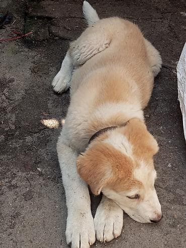 немецкий шпиц: Алабай, 3 месяца, Самка — 3