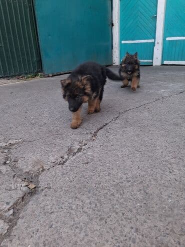 сибирские хаски: Немецкая овчарка, 3 месяца, Самка, С прививкой — 7